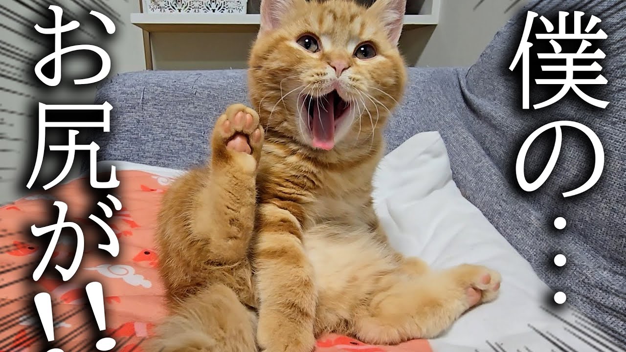 初めての衝撃！子猫が自分のお尻のニオイを知った結果...