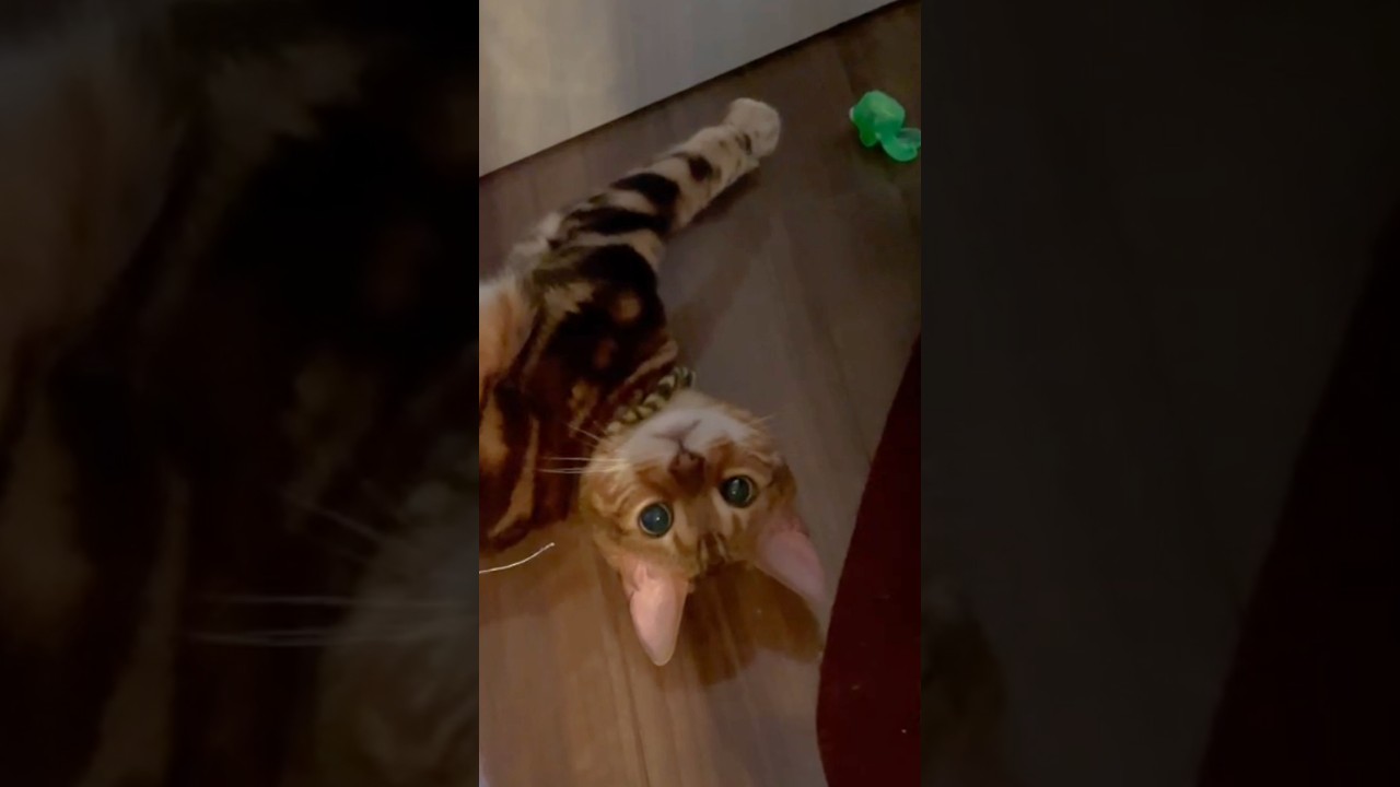 【何して遊んでる？】金魚とじゃれるベンガル猫に、かわいいの嵐🌟愛嬌抜群、猫の仕草 #ベンガル #cat #youtube #猫のいる暮らし #うり #ヘソ天