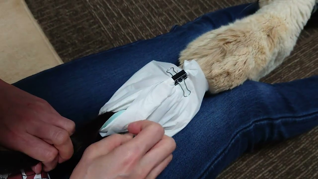 オムツ猫 シャム猫ランちゃん21歳7ヶ月のおむつ事情♪