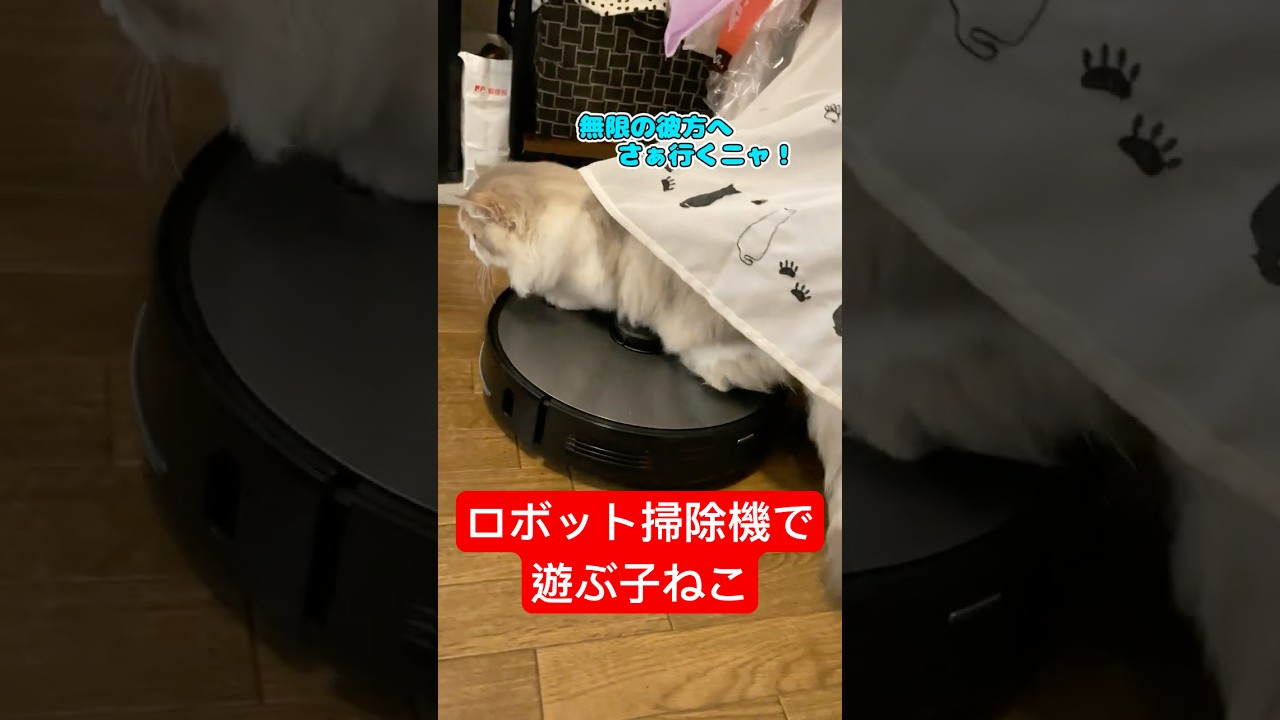 ロボット掃除機を充電切れまで遊ぼうとする子ねこ #ねこ #子猫 #cat