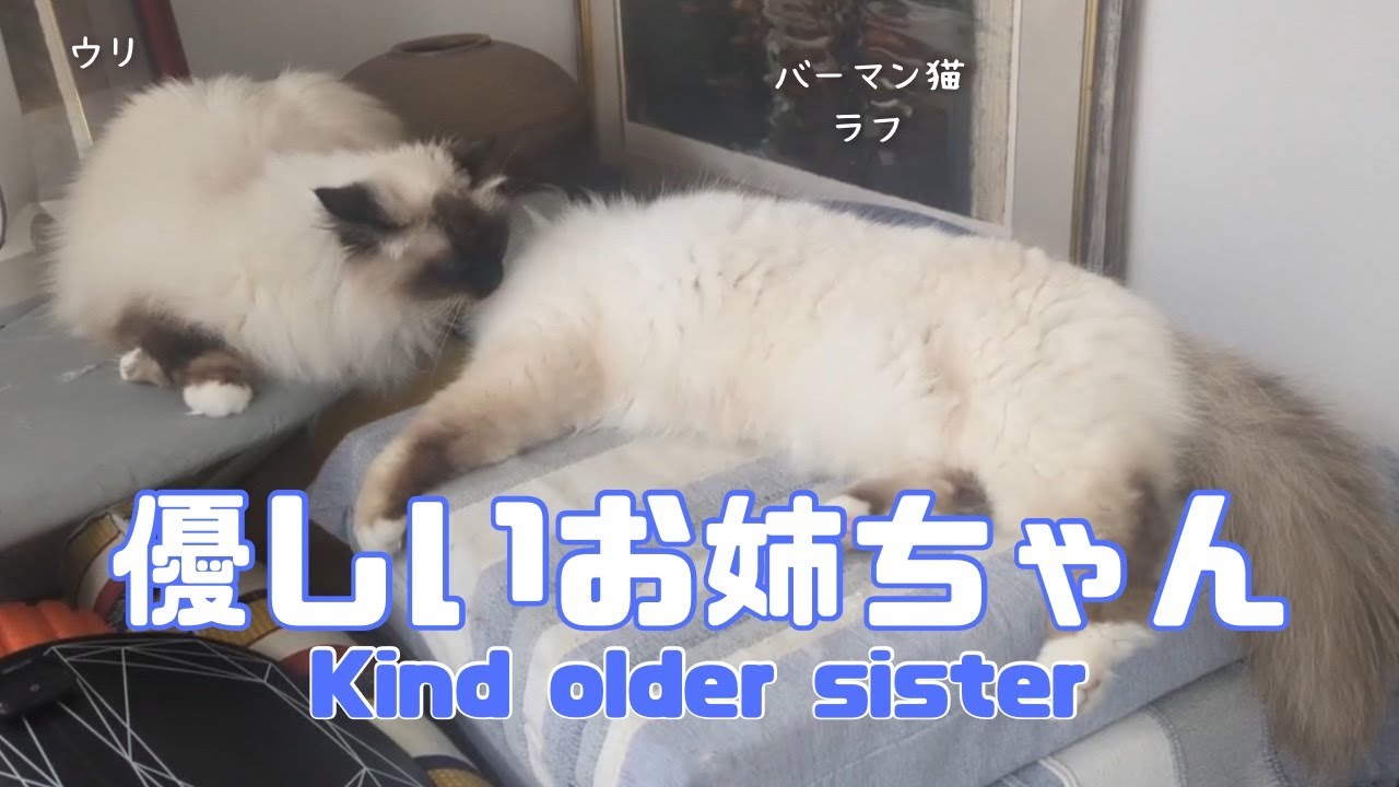バーマン猫ラフとウリ【優しいお姉ちゃん】Kind older sister（バーマン猫）Birman/Cat