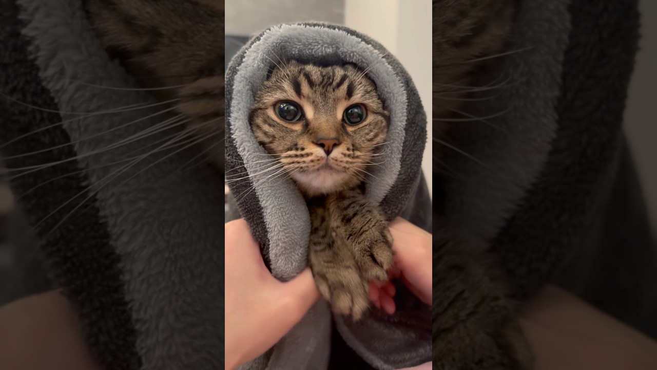 【天使】寝起きのスコティッシュの歌!! #shorts #猫 #cat