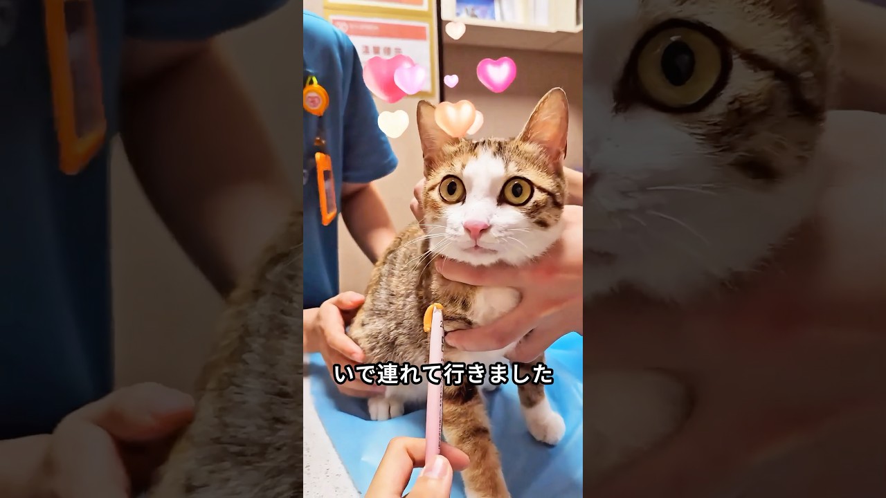 優しい少女が野良猫を救い、引き取った