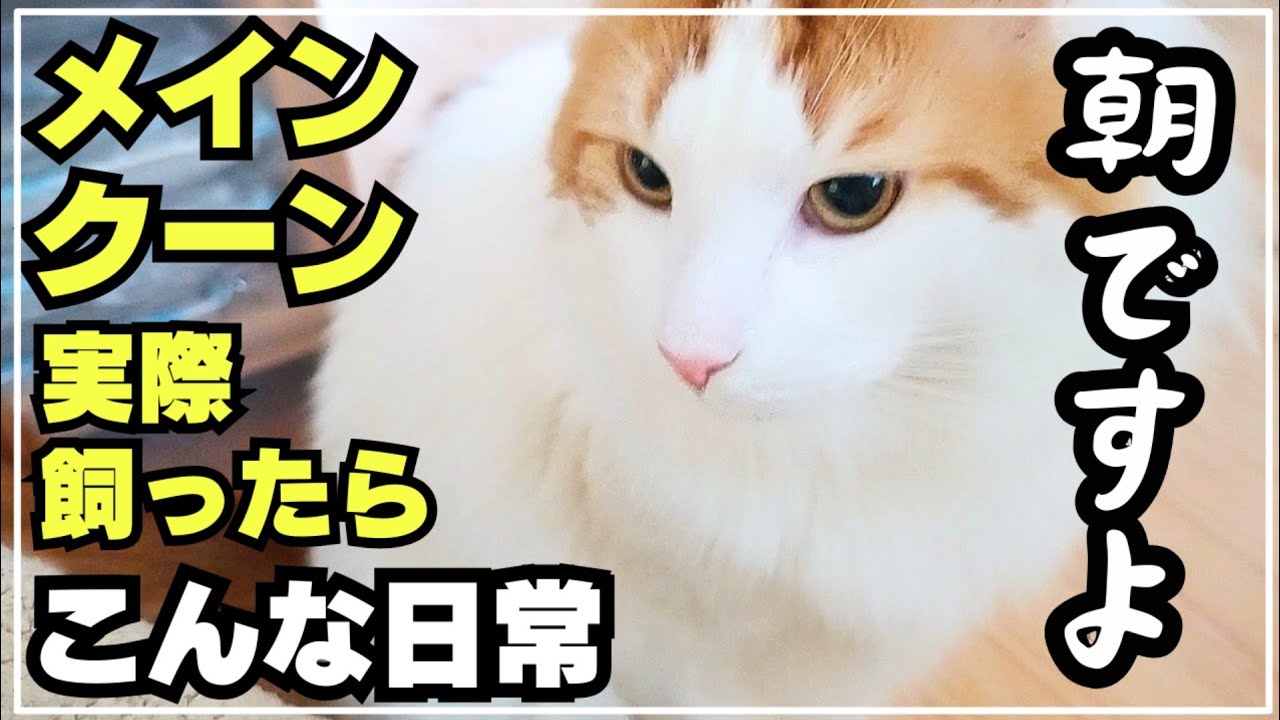 最近、毎朝起こしに来る猫【メインクーンが居る日常】