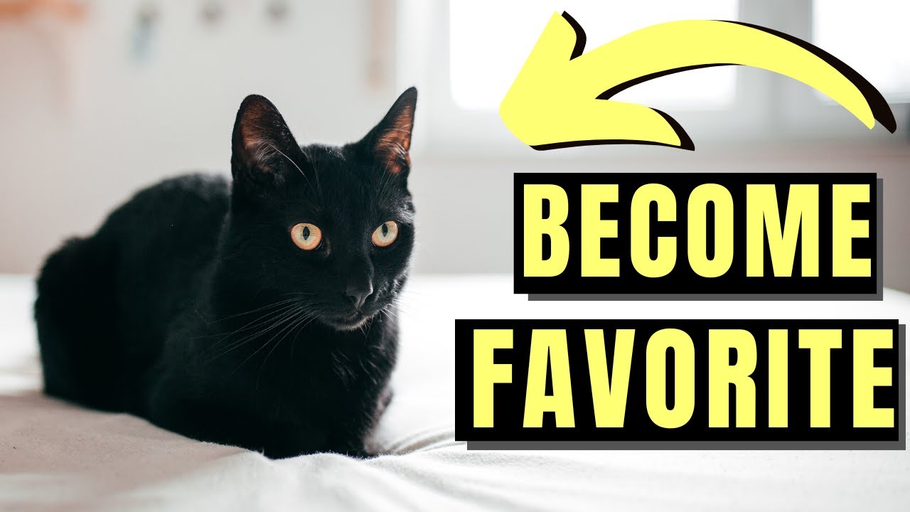 7 Ways Bombay Cats Choose Their Favorite Person