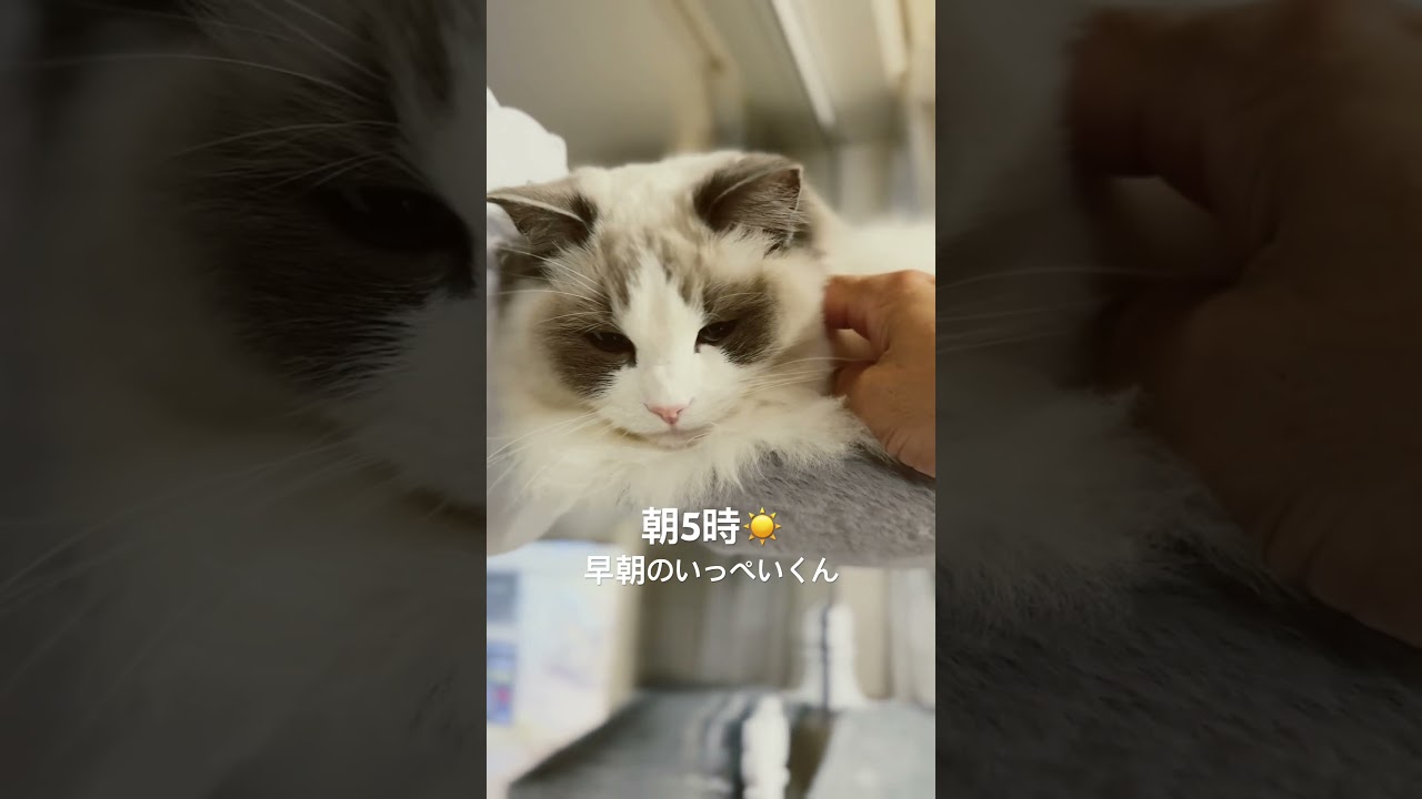 早朝のラグドール🐈　#ラグドール #猫のいる暮らし #猫好きさんと繋がりたい #いっぺいdialy