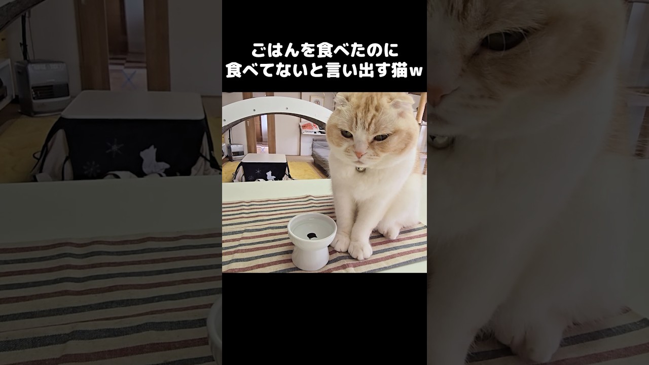 ごはんを食べたのに食べてないと言い出す猫がこちら...笑
