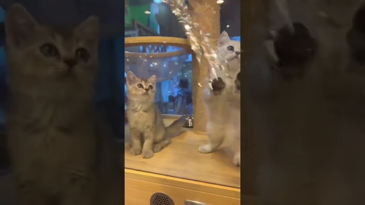 販売中の猫ちゃんーーブリティッシュショートヘアー　　女の子