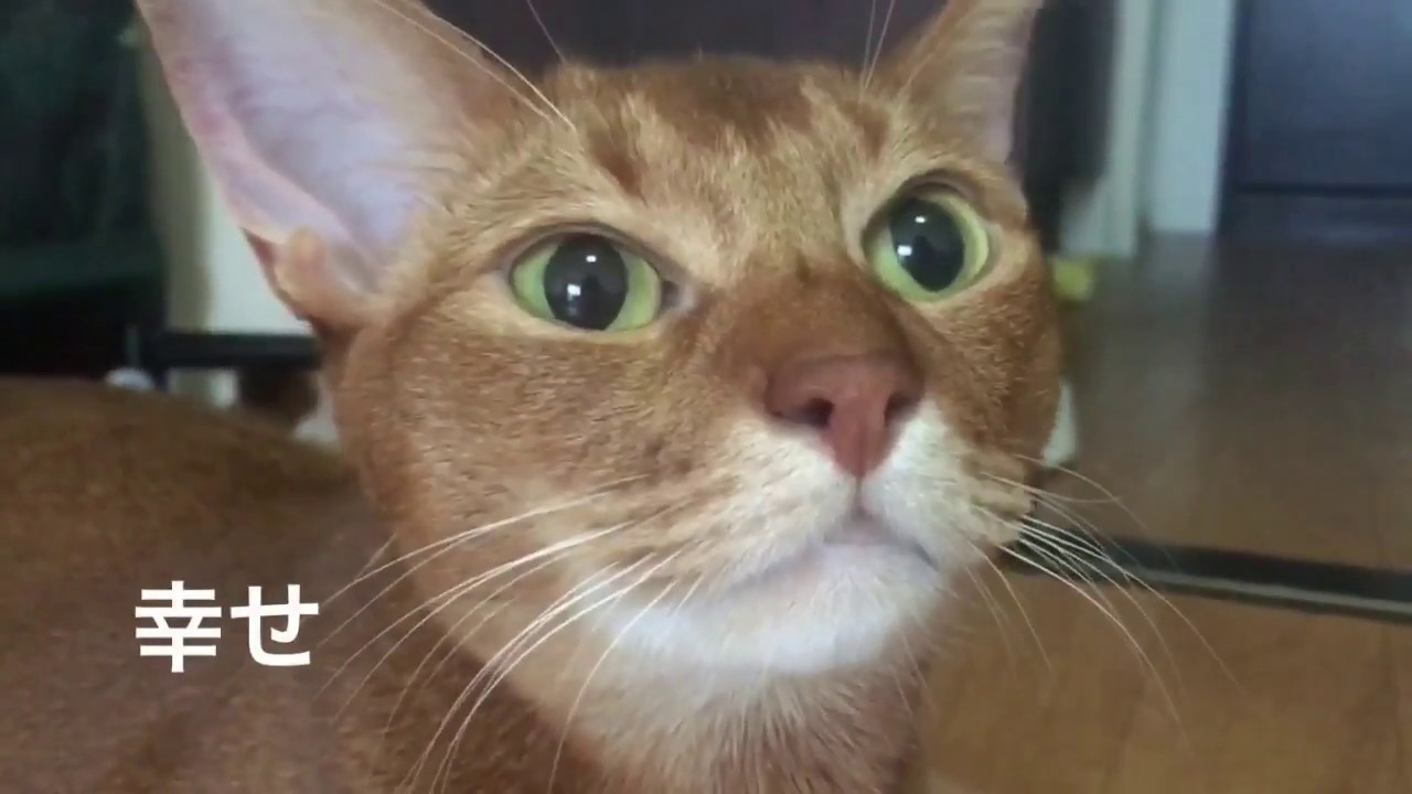アタックする猫。アビシニアンレッドくん