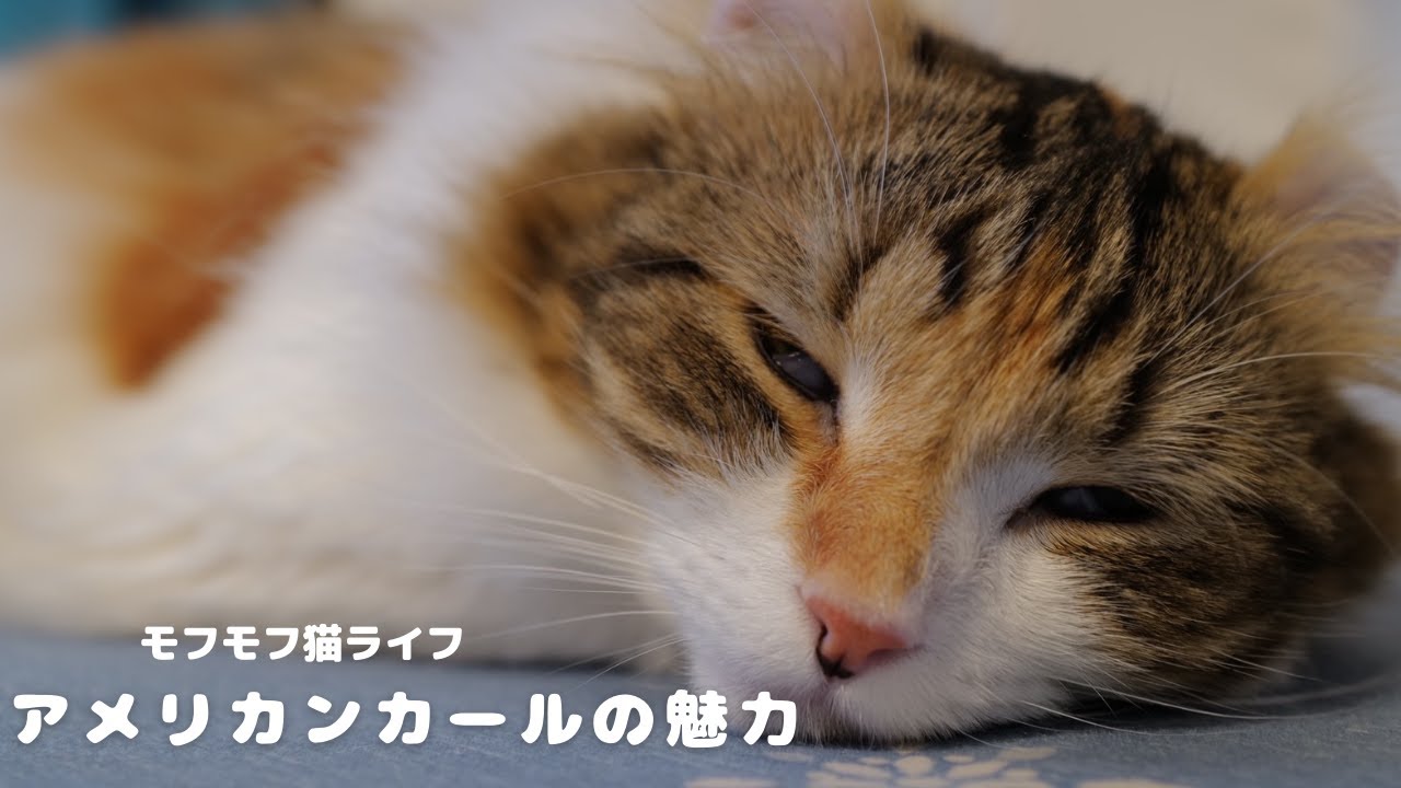 3分でわかるアメリカンカールの魅力#cat #仔猫 #猫のいる暮らし #猫のいる生活 #仲良しにゃんこ #猫好きさんと繋がりたい #ねこの日常 #ねこ #アメリカンカール#Con mèo