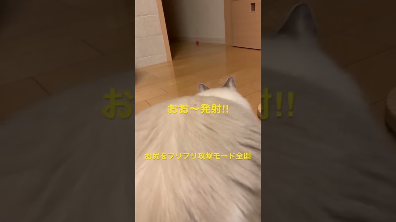 やる気マンマンを見せつけたのにーその結果？#shorts