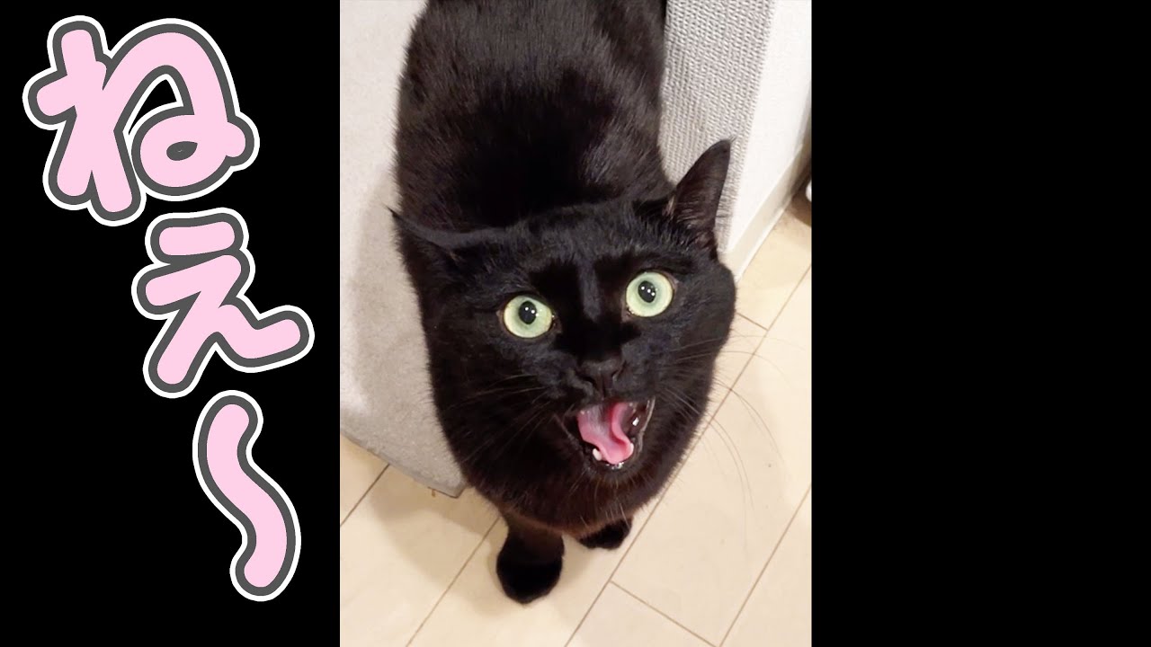 寝起きの甘え方が、世界一可愛い猫