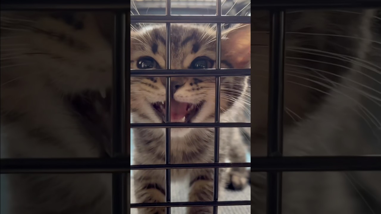 スコティッシュの子猫の成長が可愛すぎる!! #shorts #猫 #cat