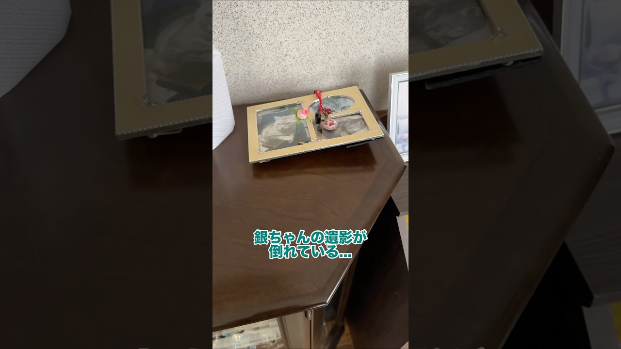 先代猫の遺影を倒した犯人を探せ　#猫 #cat #ラグドール
