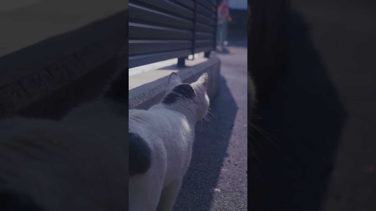 おチリばっかり見ニャいでね！おしりフリフリ！小走りのお散歩。さんぽねこのゆきちゃん！ #散歩 #野良猫 #熱海 #保護猫 #猫のいる暮らし # #ジャパニーズボブテイル