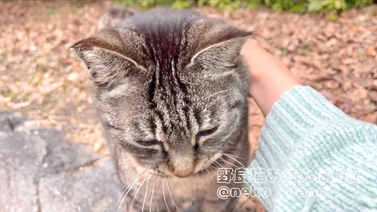 ナデナデを待っていたキジトラの嬉しそうな顔が可愛い