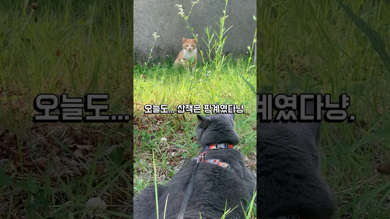 룬이와 길냥이, 오늘도 산책은 핑계였다냥!
