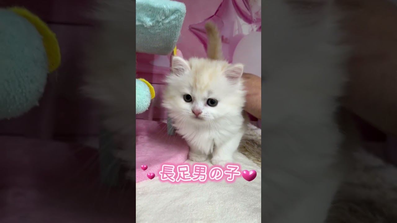 【ご家族様募集中】長足マンチカン男の子♡ #cat #かわいい子猫 #kitten #子猫 #cute #子猫ブリーダー #長足マンチカン #マンチカン