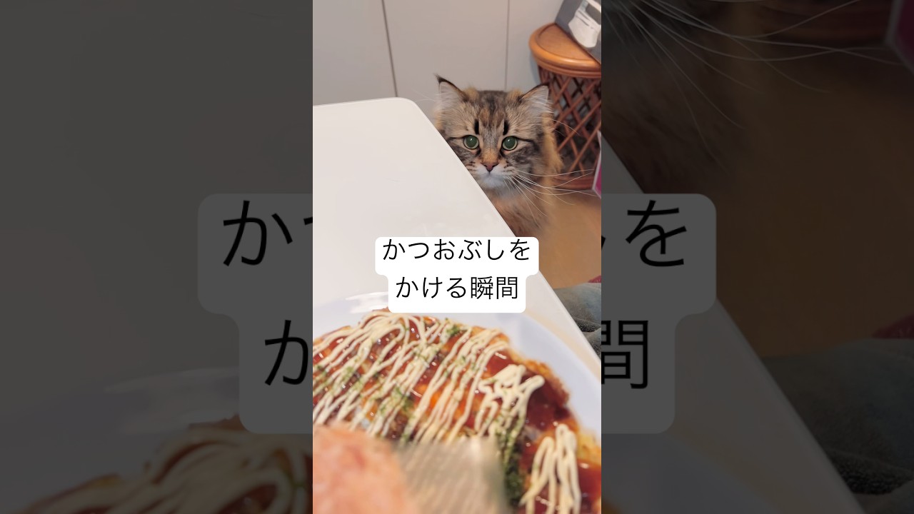 ものすごく強い視線をあびながら食べるお好み焼き #猫 #サイベリアン #ヤマネコ
