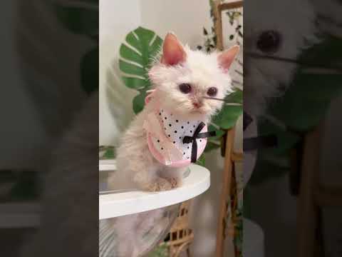 セルカークレックス ねじみたい超巻き毛💕珍しい色🫶今発毛中💕　毛色：レッドポイント（長巻き毛）