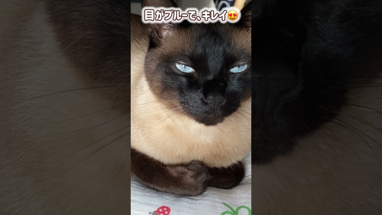 シャム猫ムーン🌙チャンネル・尖っていたころの、イケイケムーン #しゃむねこ #siamese #cat