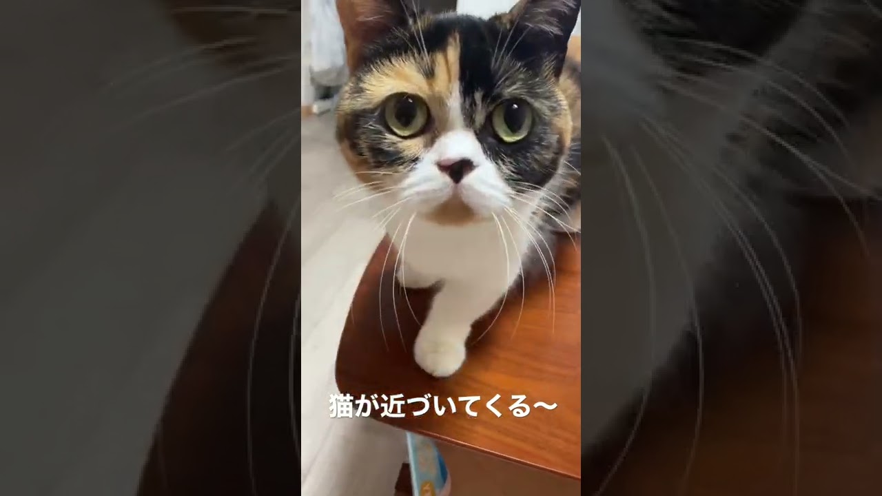 猫が近づいてくる〜〈マンチカンもも〉#shorts #cat #猫 #かわいい #癒し
