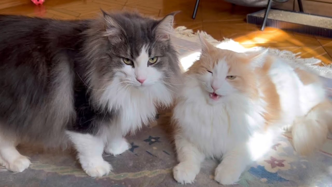 【仲良し⁉︎】ノルウェージャンフォレストキャットのルクはかまってちゃんがきらいww