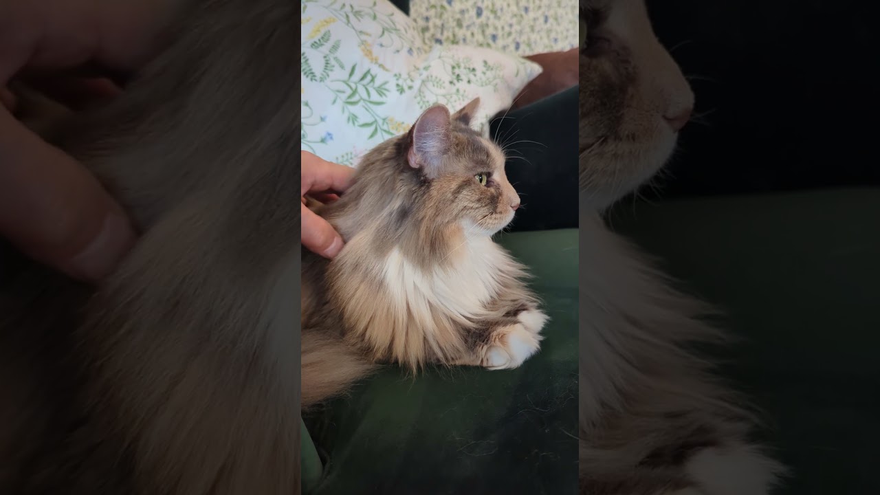 隣のソファーにメインクーンのメイさんが来たよ