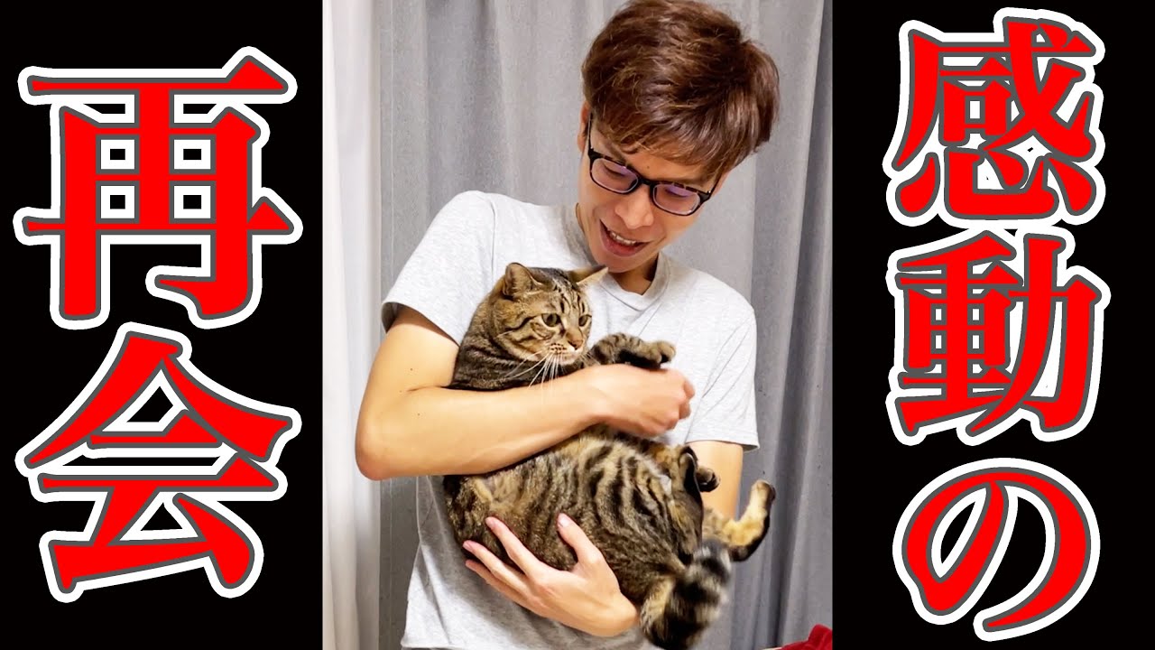 【感動】2日ぶりに再会を果たした、飼い主と猫 #Shorts