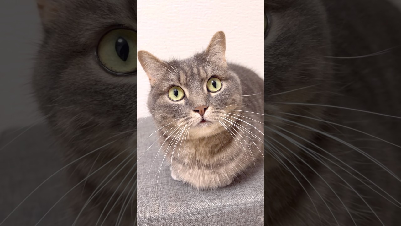 かわいすぎて...ちぬ。#shorts #猫 #マンチカン