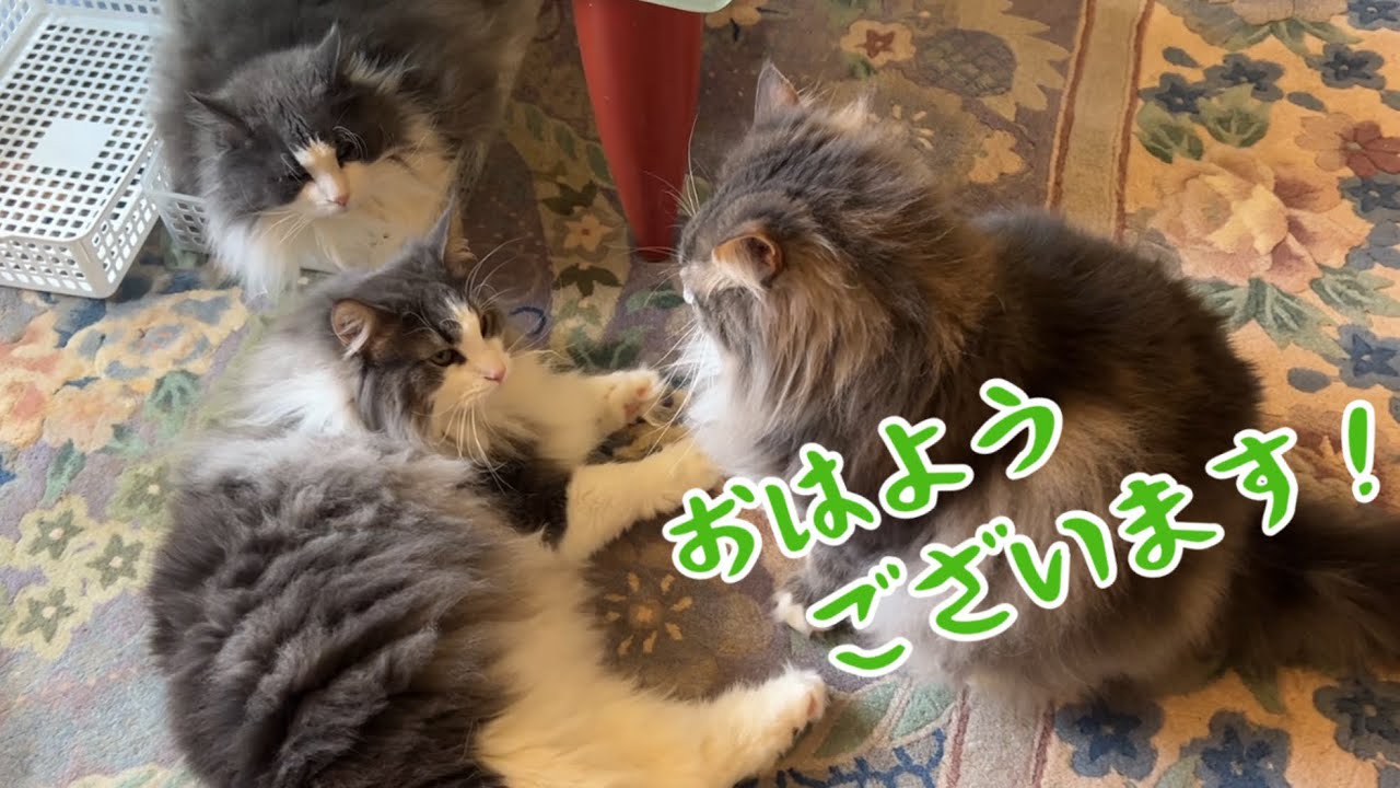 【おはよう☀️】早起きなもふ猫たちの朝の日常！！ノルウェージャンフォレストキャットとターキッシュアンゴラ