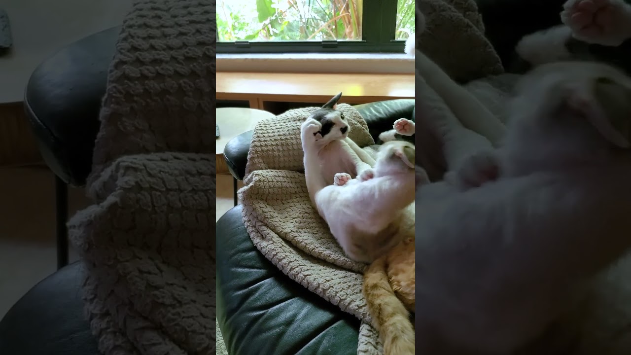 Baby Devon Rex Kitten Plays With Older Brother #shorts