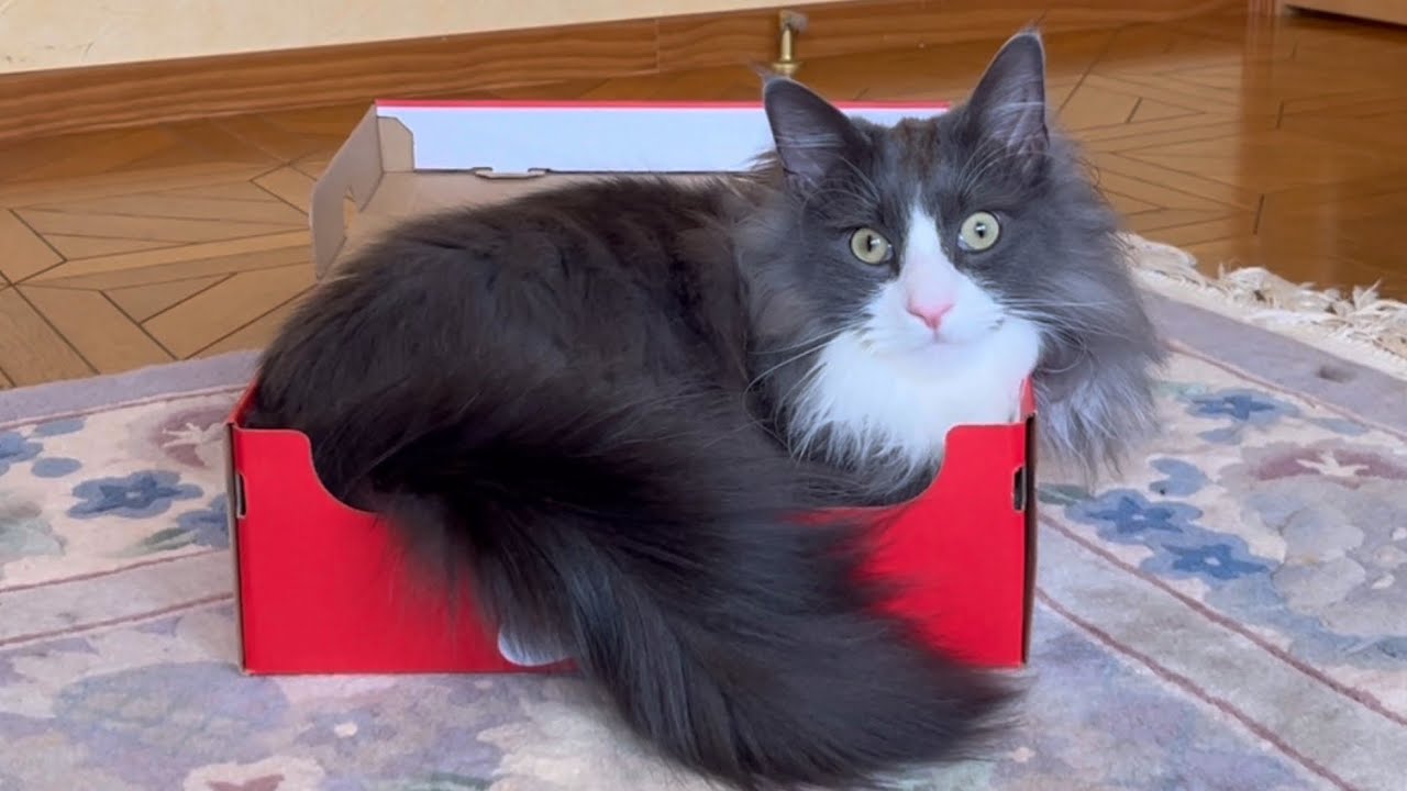 【かわいい💕】シンデレラフィットしちゃったターキッシュアンゴラwww