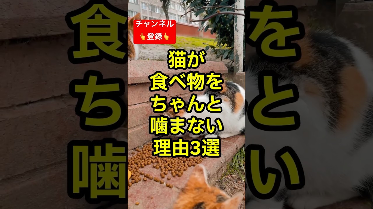 猫が食べ物を噛まない理由3選 #shorts #雑学 #豆知識 #猫 #猫好き #cat #猫動画