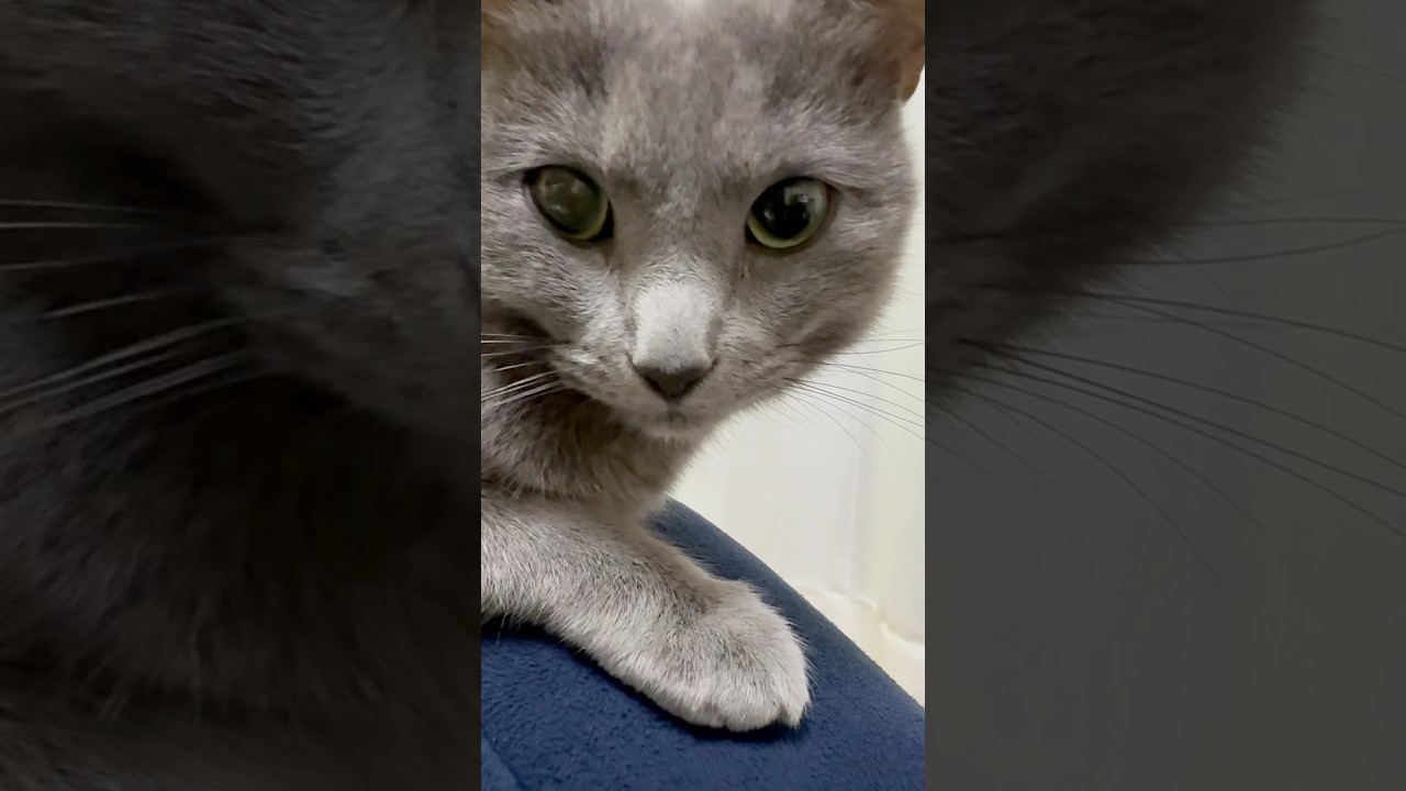 【猫ロシアンブルー】パパの⚫️⚫️は、そらちゃんの５倍⁉️#shorts