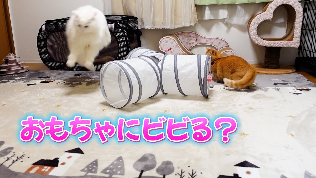 短足猫とラガマフィン白猫のおもちゃ反応　普段大暴れラガマフィンはビビり反応？