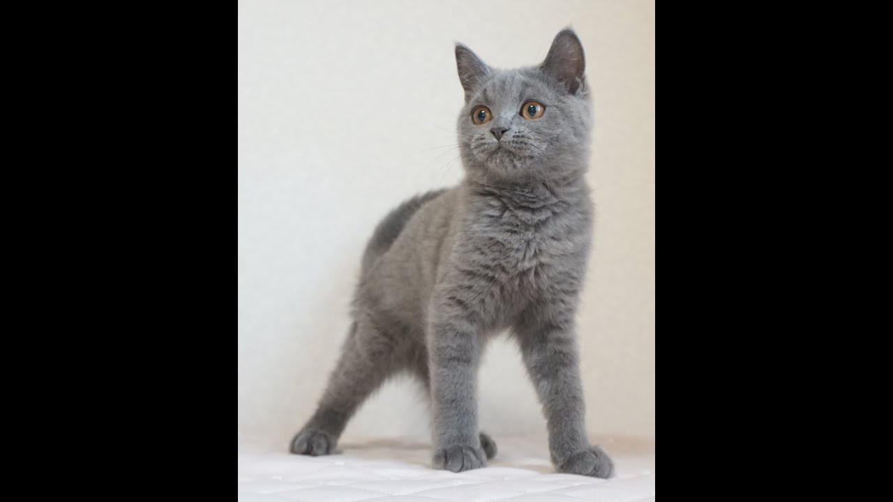 セルカークレックス子猫　Selkirk Rex　2024.12.6産まれ　ブルー　ストレート　男の子　シーダキャット猫のお店