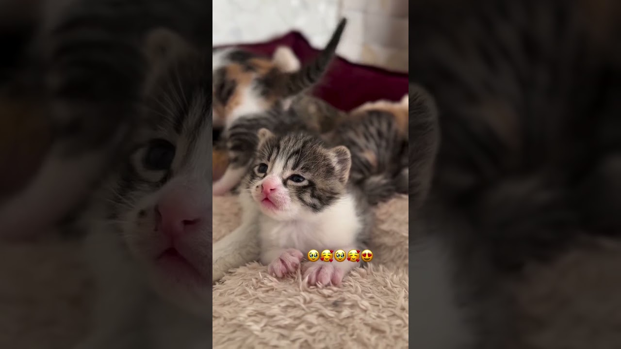 LOOK HOW BEAUTIFUL MY KITTENS ARE #kitten #cat #shorts