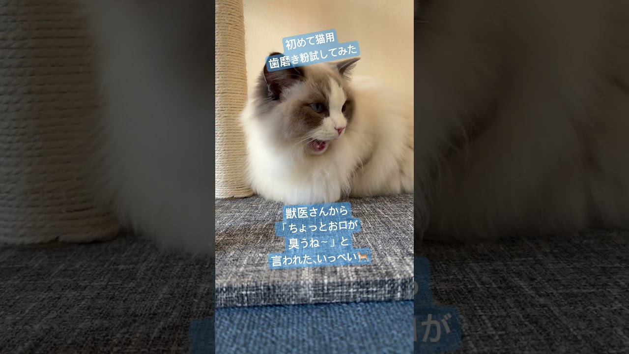 猫用歯磨き粉使ってみた🐈　#ラグドール #猫のいる暮らし #猫好きさんと繋がりたい #いっぺいdialy