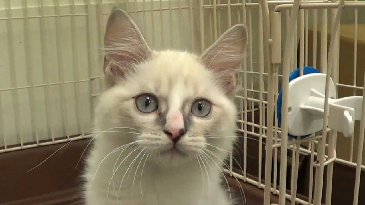 ペット通信販売アゴおっとりラ・パーマ君