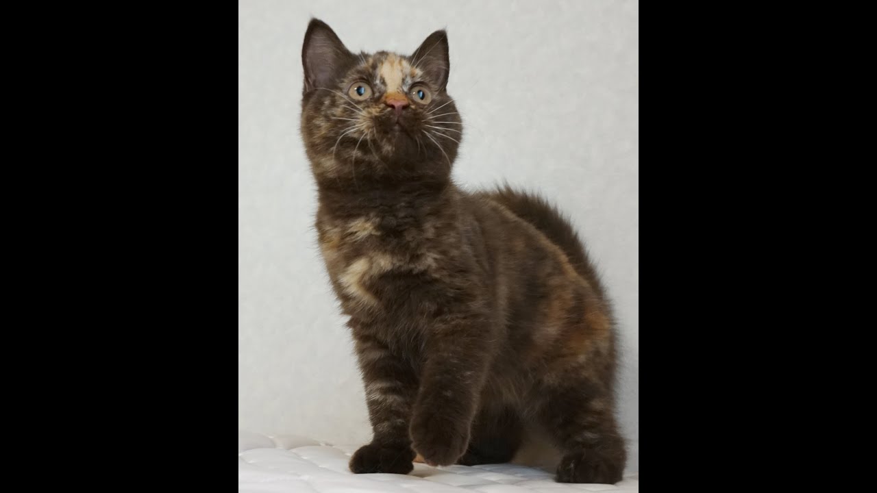 セルカークレックス子猫　Selkirk Rex　2024.12.6産まれ　チョコトーティー　ストレート　女の子　シーダキャット猫のお店