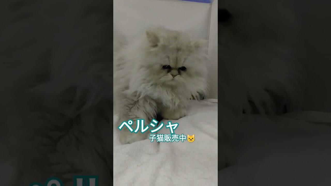 ペットショップ仙台/富谷市/大和町子猫/ペルシャ #子猫 #ペルシャ#ペット #宮城県 #大崎市