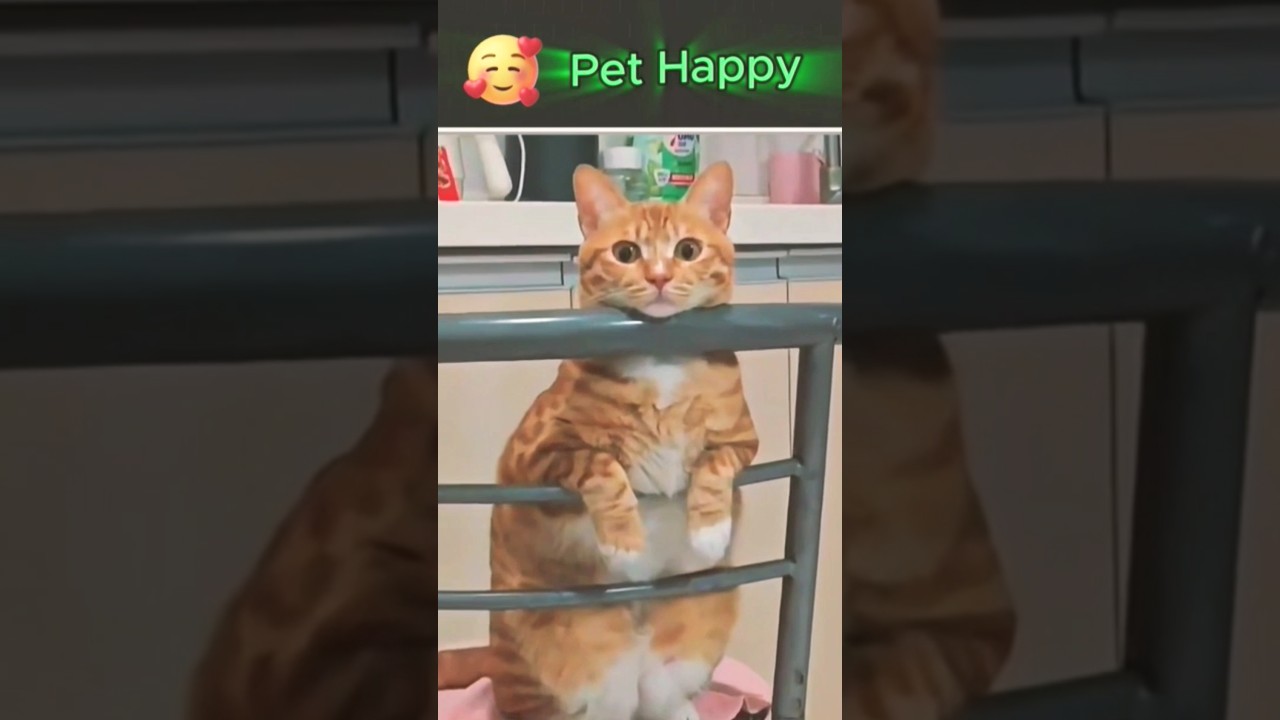 cute pet funny pet 🙃🤩🤪😼😻 #cat #cute #pets #funny #shorts #youtubeshorts #youtube