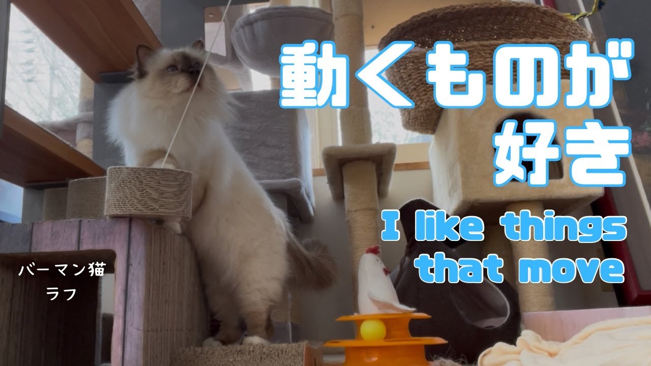 バーマン猫ラフ【動くものが好き】I like things that move（バーマン猫）Birman/Cat