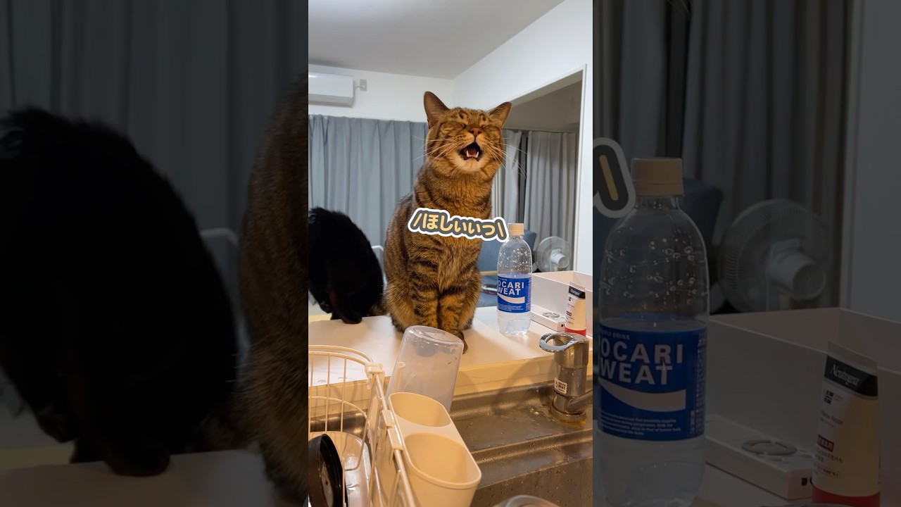 「欲しいぃ〜っ」と、満面の笑みでおねだりする猫