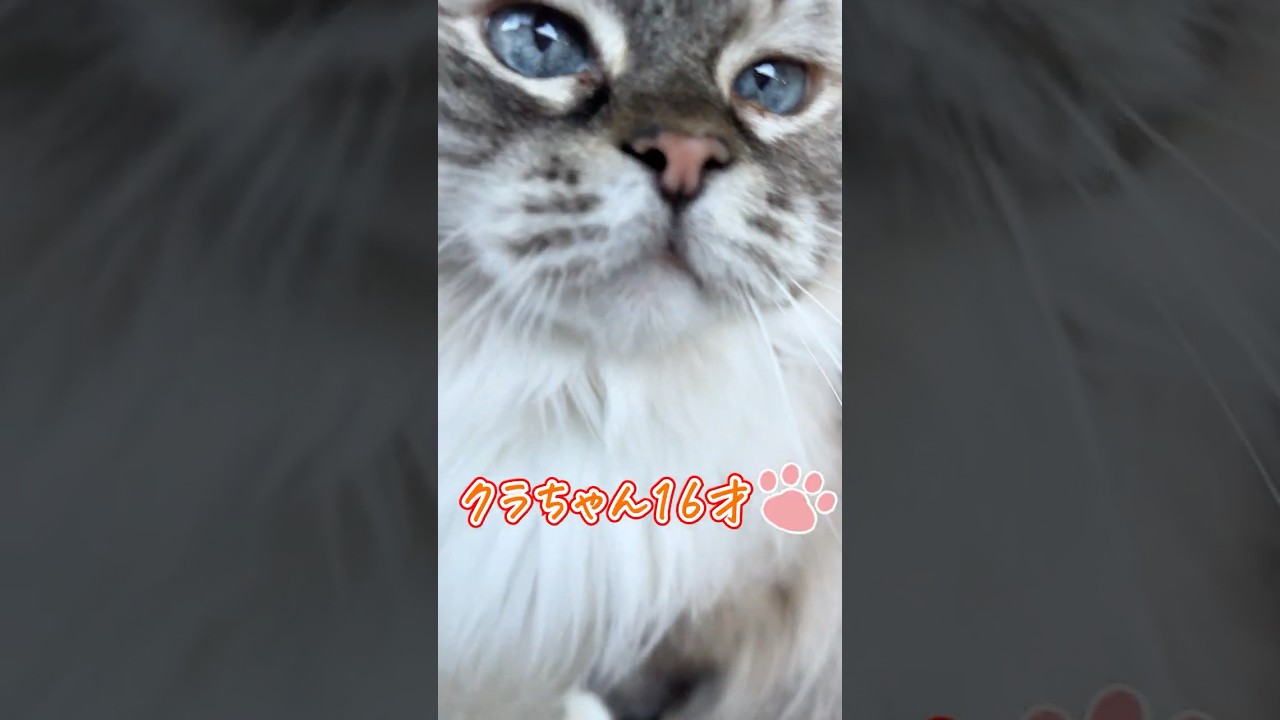 お散歩大好き🐈えっほえっほのうた♪くらちゃん16歳 #猫のいる暮らし #可愛い  #えっほえっほ #ラグドール