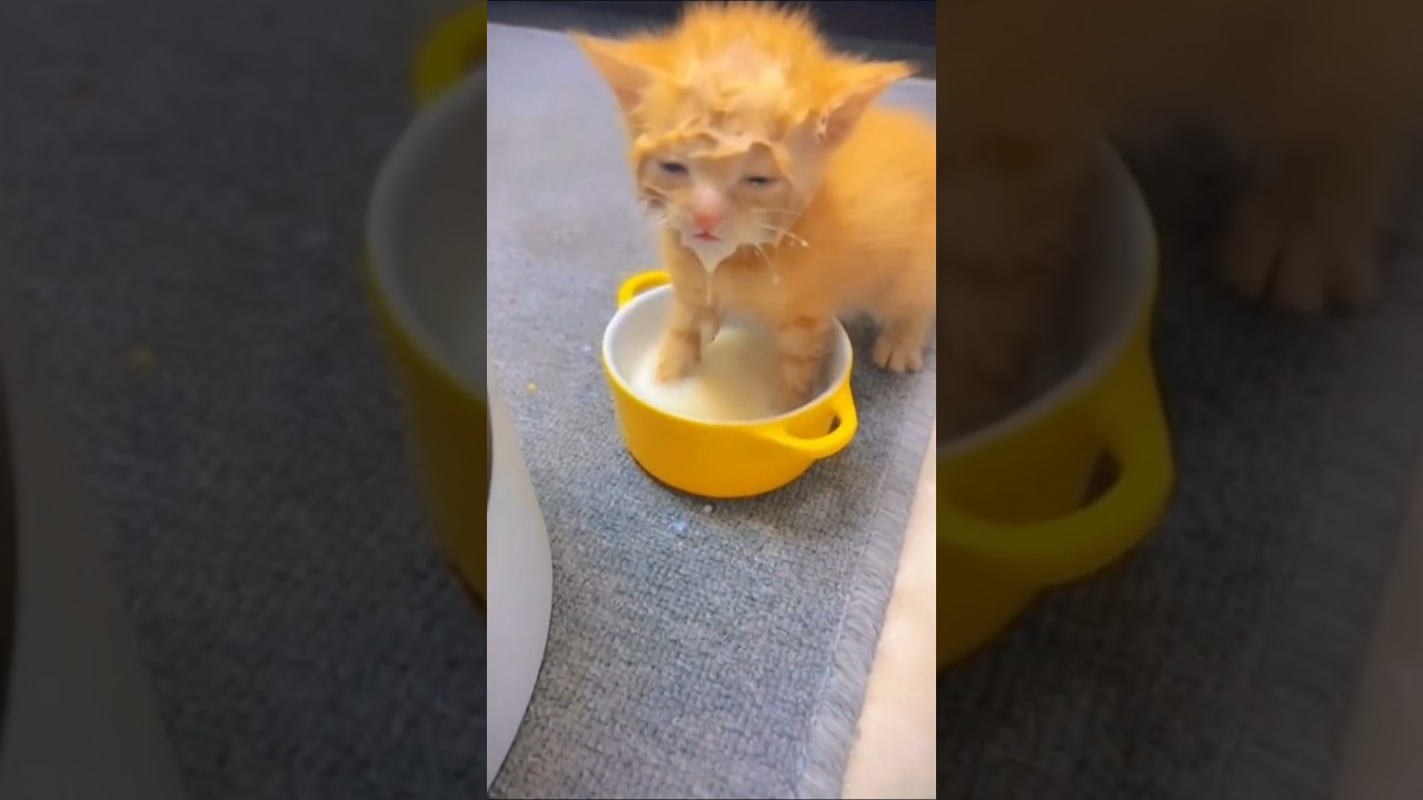 He Woke Up And Choose Milk 🤣