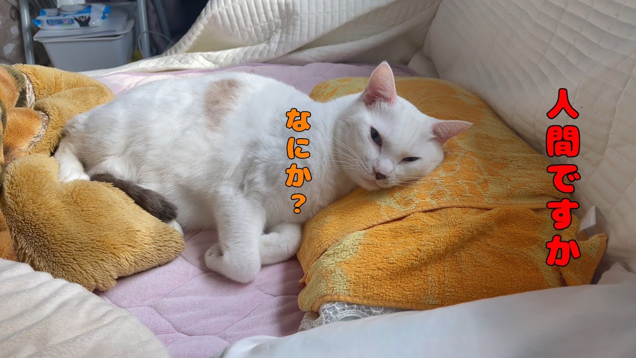 パパの枕を使って人間のように寝る弟猫が可愛いすぎる