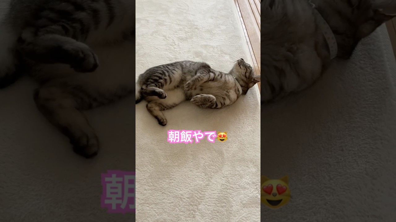 朝ごはんやで～😻【幸のスズ】　#shorts  #cat  #保護猫  #kitten  #猫のいる暮らし  #サバトラ猫  #ねこ