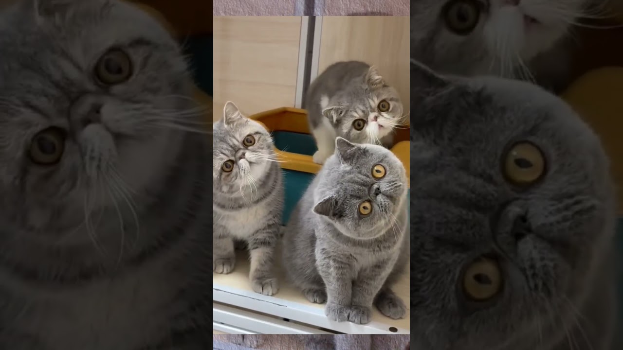 "They are perfectly in sync, looking in the same direction" #cute #shortvideo #cat #kitten #shorts